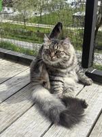 Sibirische Katze mit Stammbaum sucht ihr Paradies