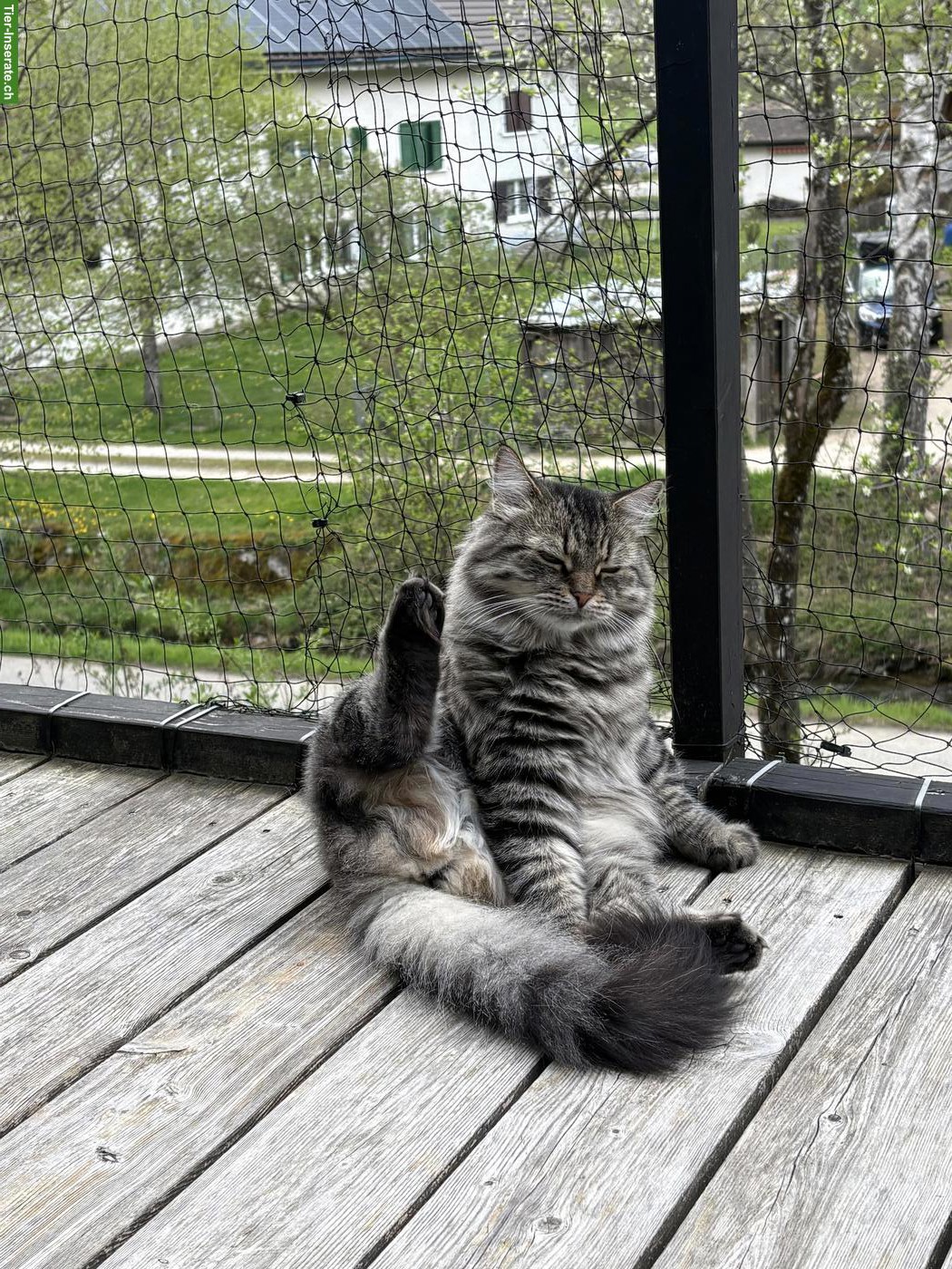 Bild 2: Sibirische Katze mit Stammbaum sucht ihr Paradies