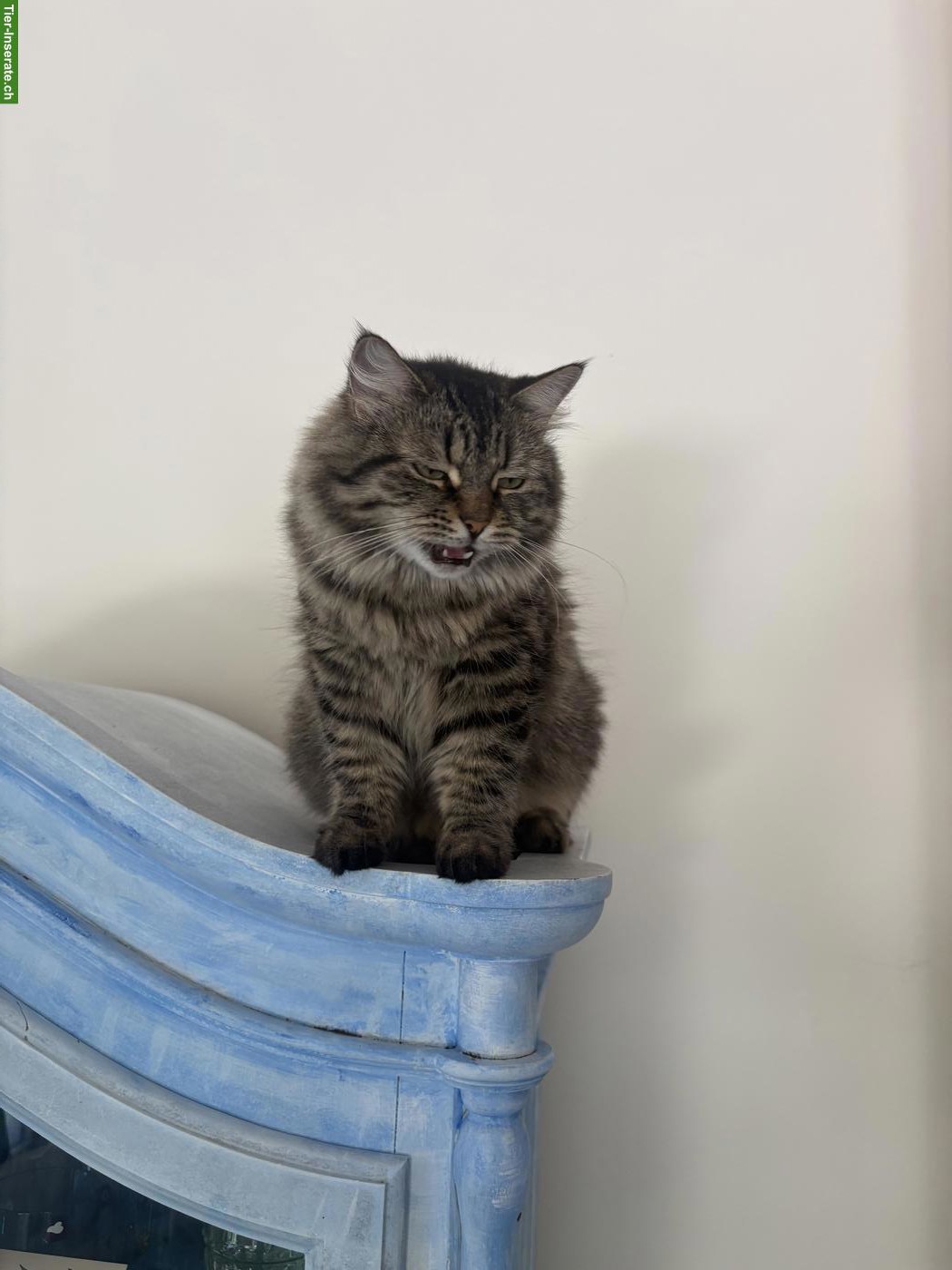 Bild 3: Sibirische Katze mit Stammbaum sucht ihr Paradies