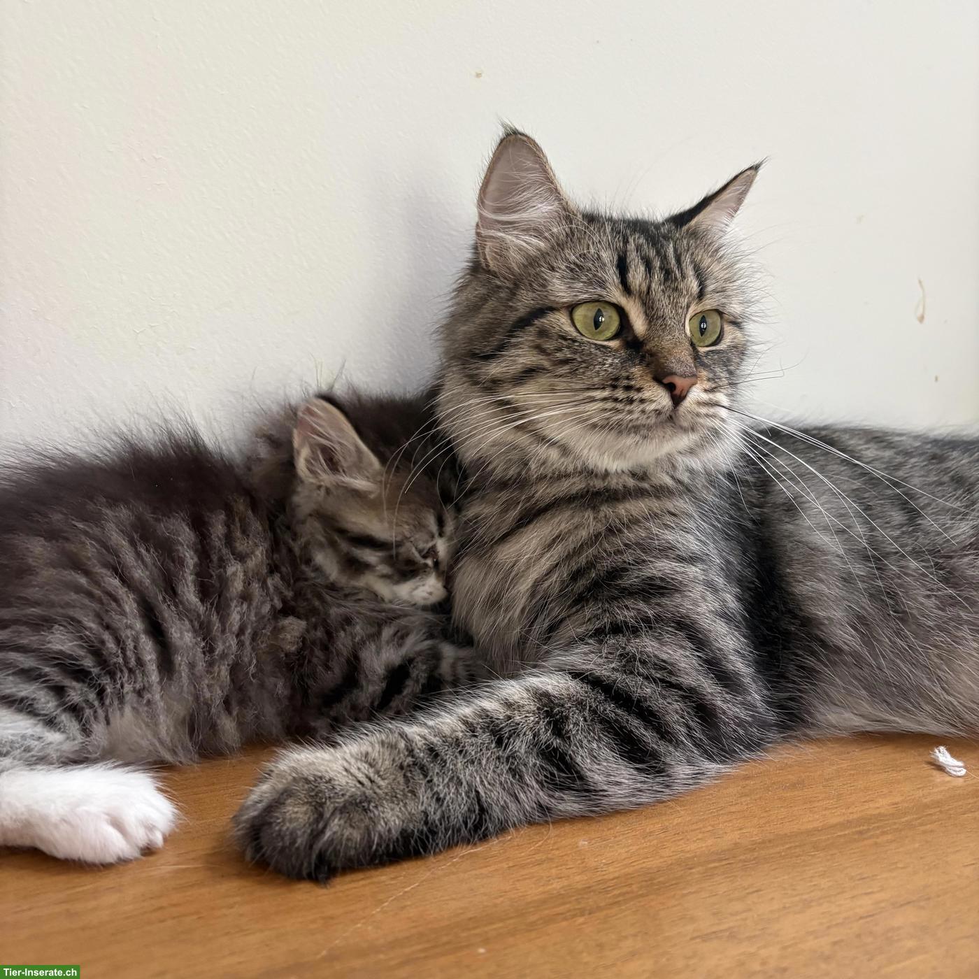Bild 4: Sibirische Katze mit Stammbaum sucht ihr Paradies