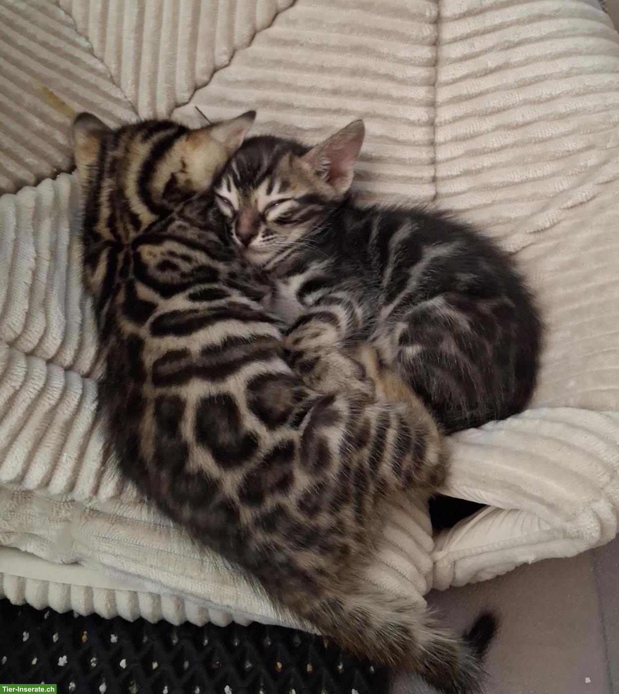 Wunderschöne Bengal Kitten, männlich abzugeben