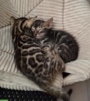Wunderschöne Bengal Kitten, männlich abzugeben
