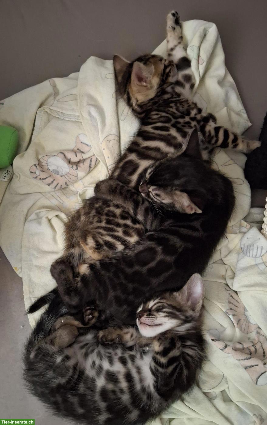 Bild 2: Wunderschöne Bengal Kitten, männlich abzugeben