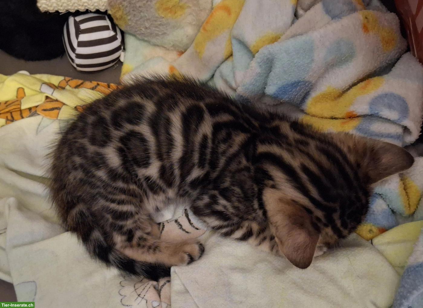 Bild 3: Wunderschöne Bengal Kitten, männlich abzugeben