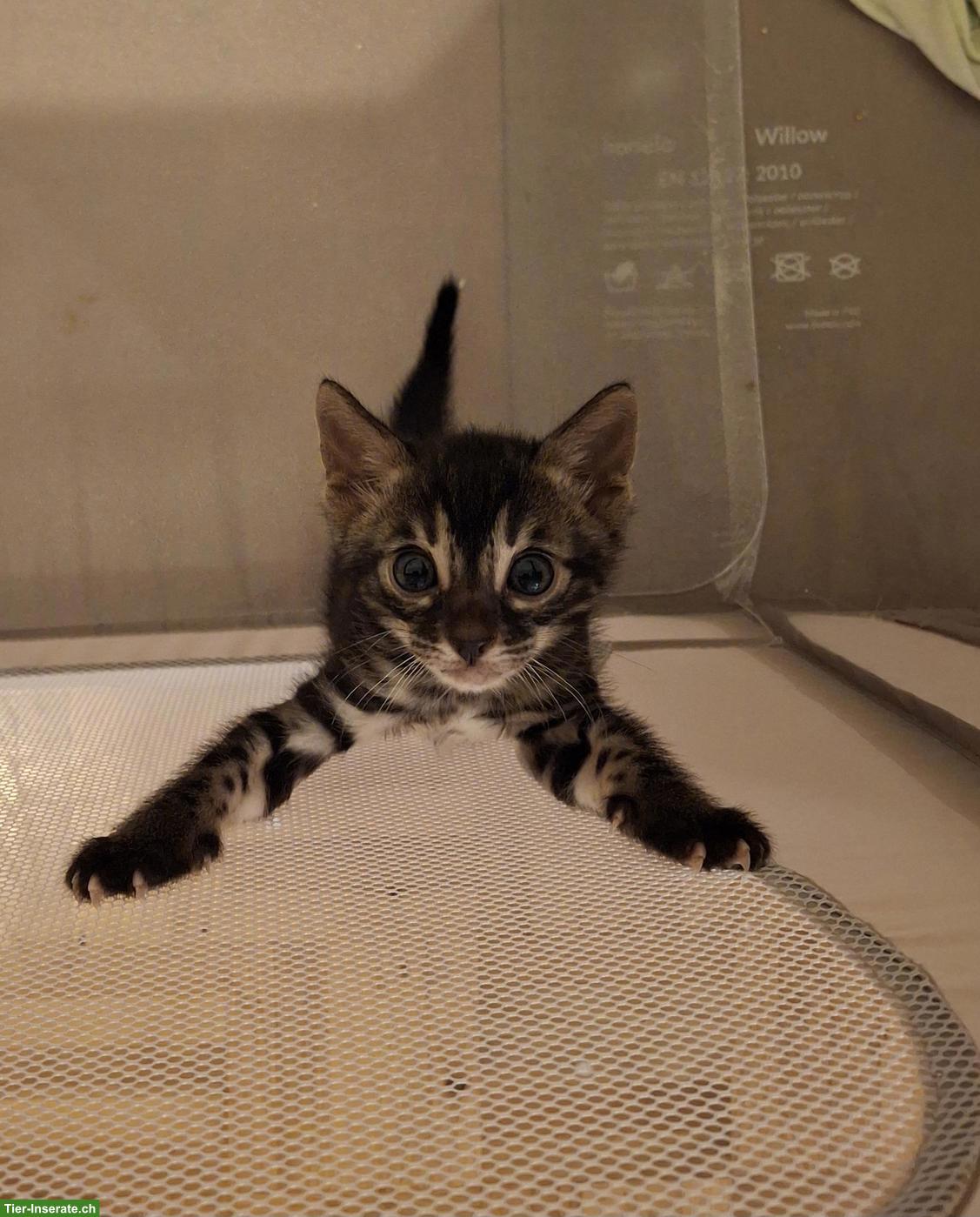 Bild 4: Wunderschöne Bengal Kitten, männlich abzugeben