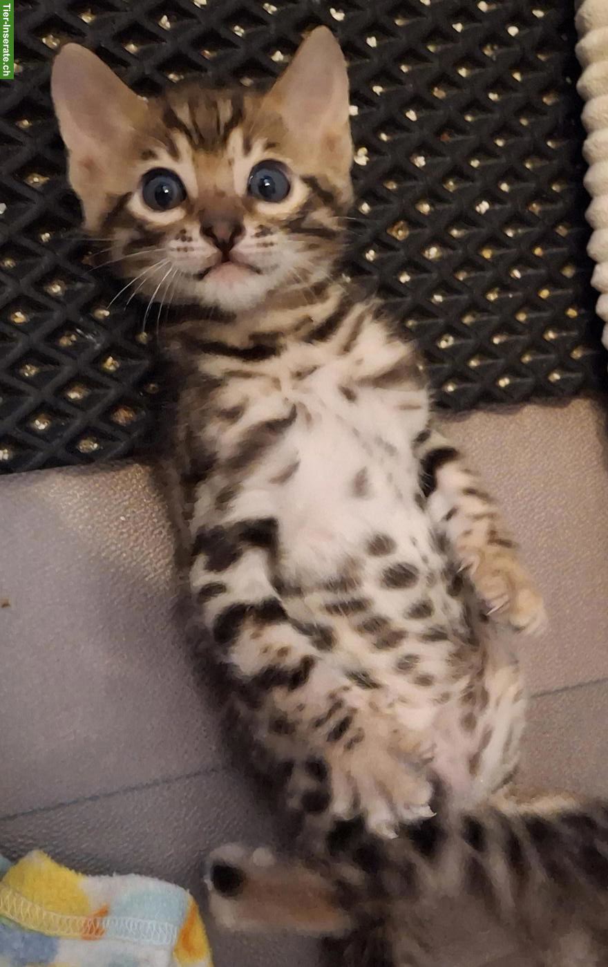 Bild 5: Wunderschöne Bengal Kitten, männlich abzugeben