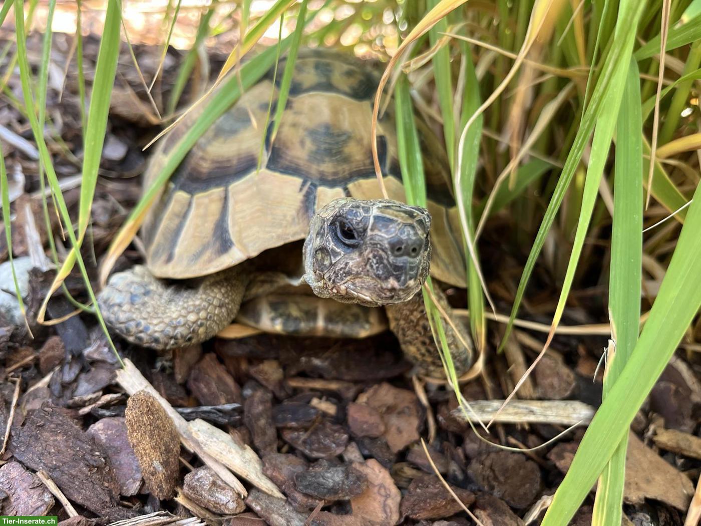 Griechische Landschildkröte männlich sucht neues Zuhause