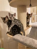 Rassenreine Bengalkitten, 4 Kater