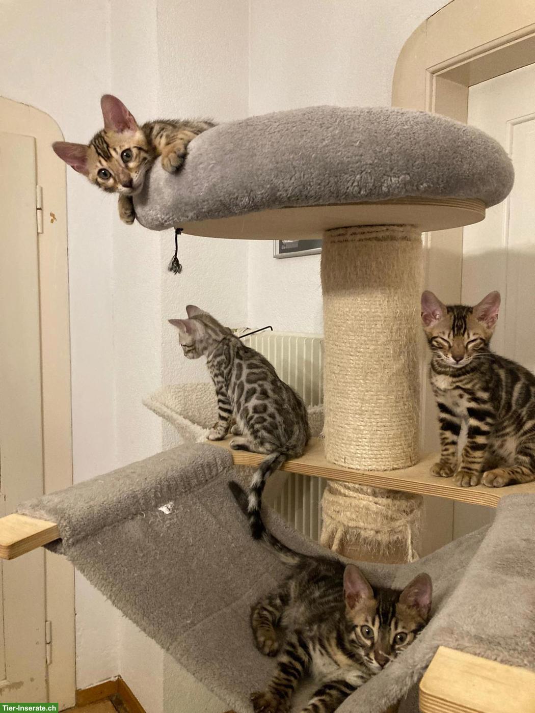 Bild 2: Rassenreine Bengalkitten, 4 Kater