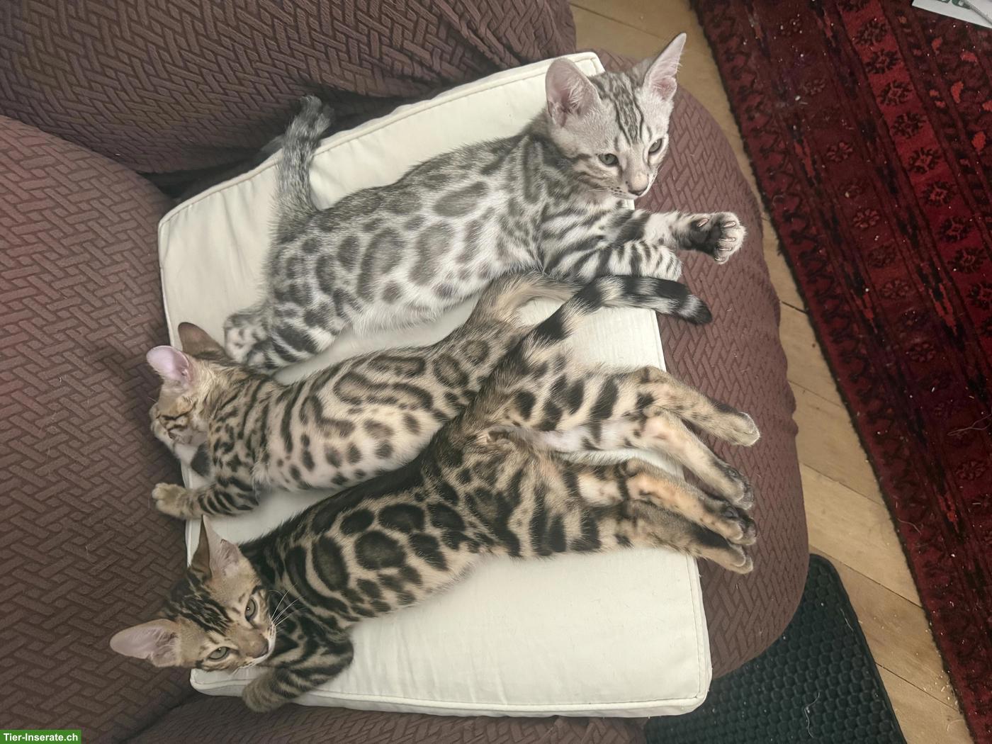 Bild 3: Rassenreine Bengalkitten, 4 Kater