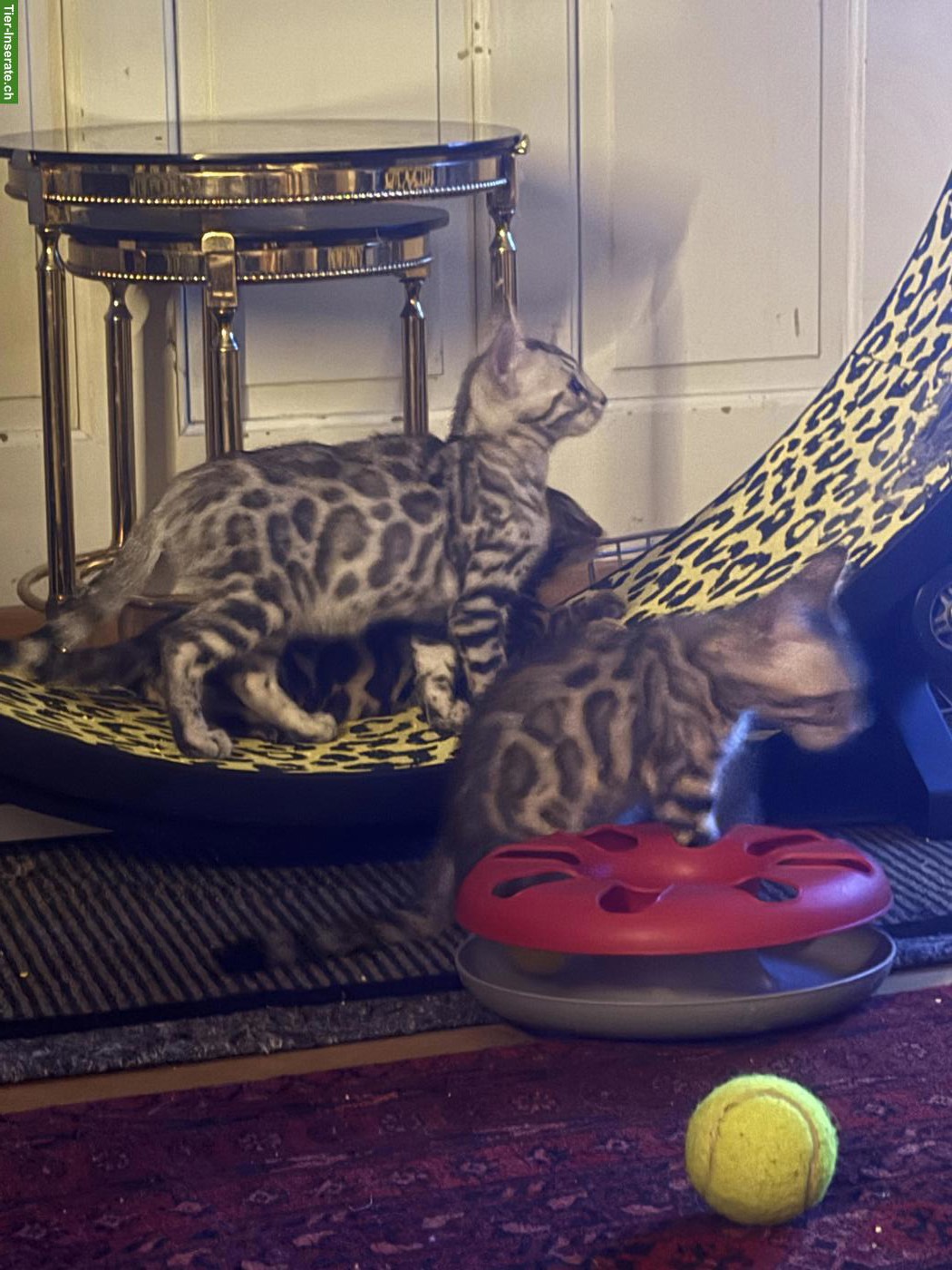 Bild 4: Rassenreine Bengalkitten, 4 Kater