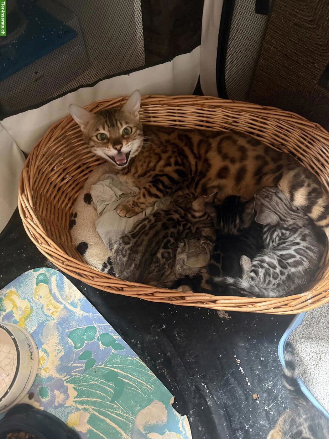 Bild 5: Rassenreine Bengalkitten, 4 Kater