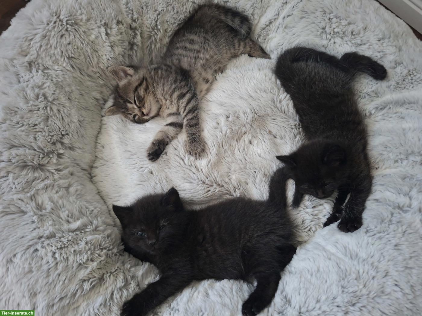 BKH Mix Kitten suchen neues Zuhause