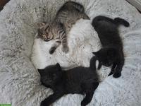 BKH Mix Kitten suchen neues Zuhause
