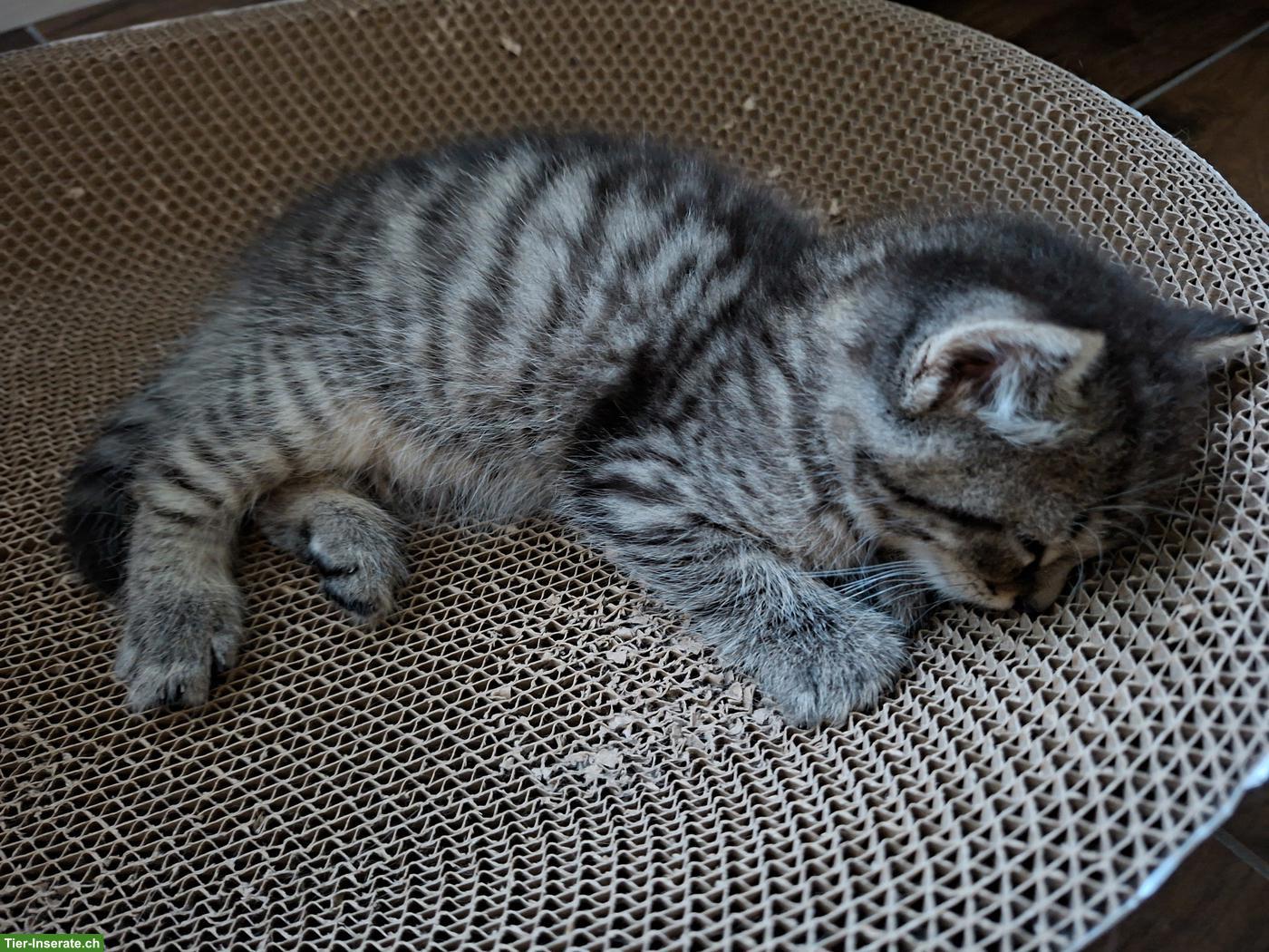 Bild 2: BKH Mix Kitten suchen neues Zuhause