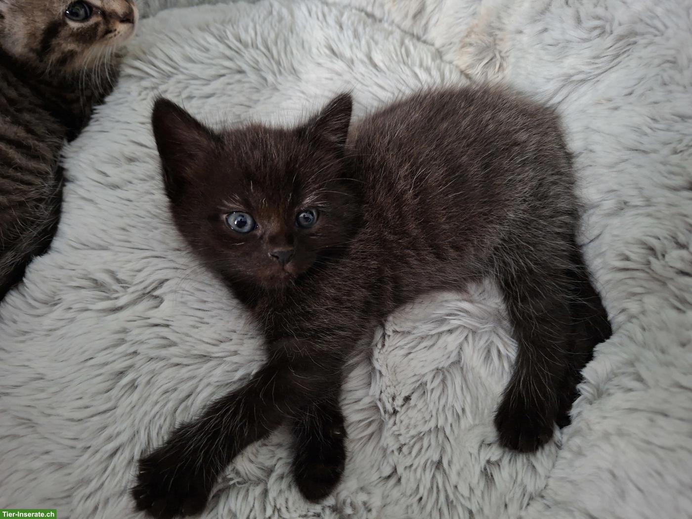 Bild 3: BKH Mix Kitten suchen neues Zuhause