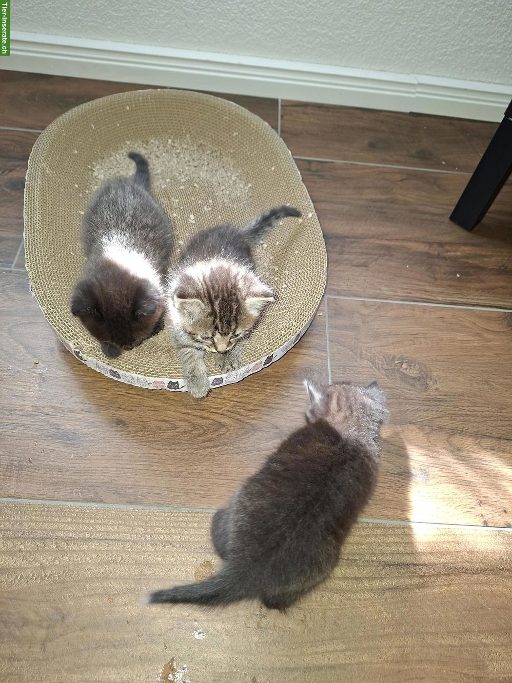 Bild 4: BKH Mix Kitten suchen neues Zuhause