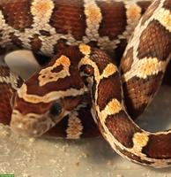 Kornnattern (Pantherophis guttatus), naturfarben 0.0.8