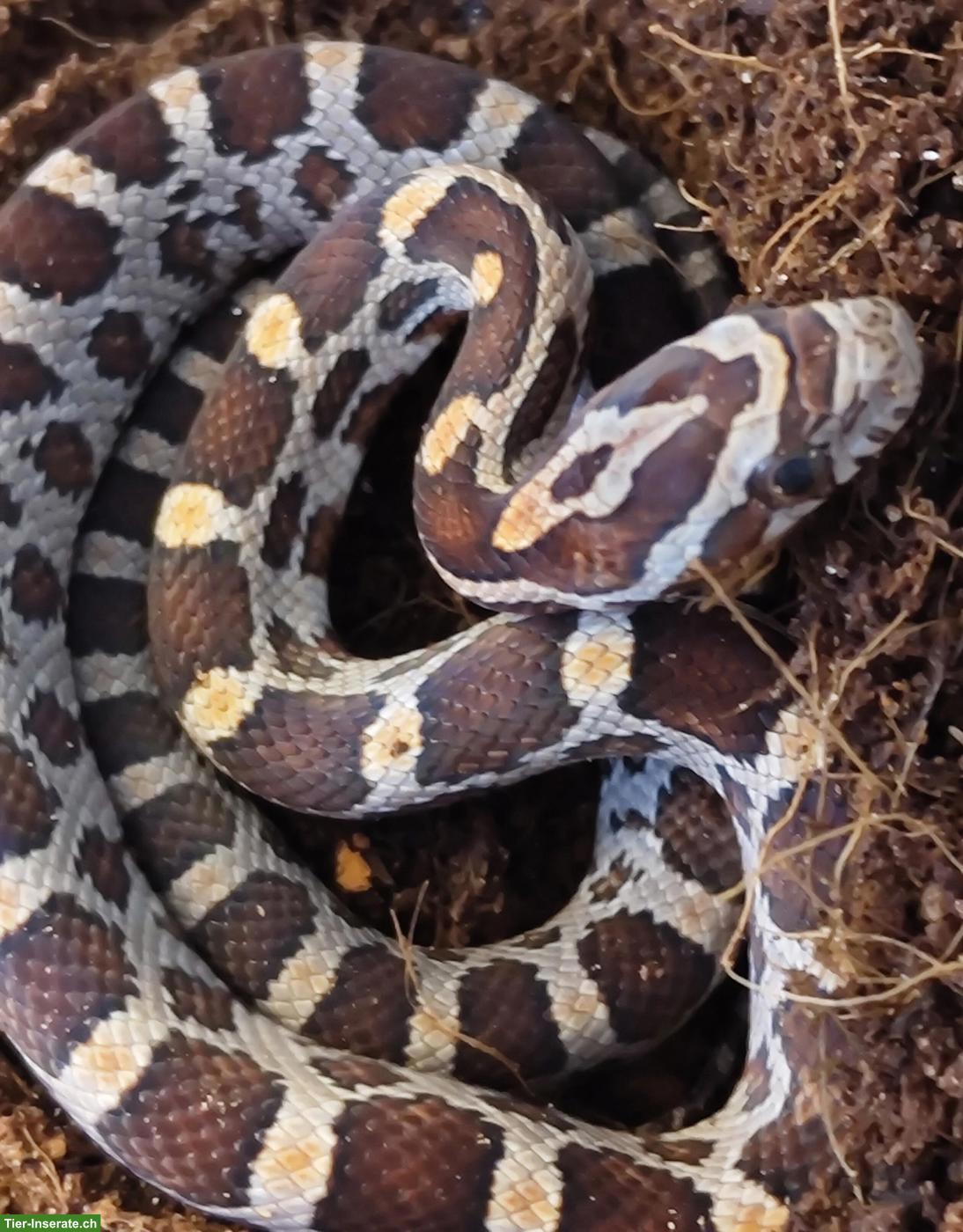 Bild 2: Kornnattern (Pantherophis guttatus), naturfarben 0.0.8