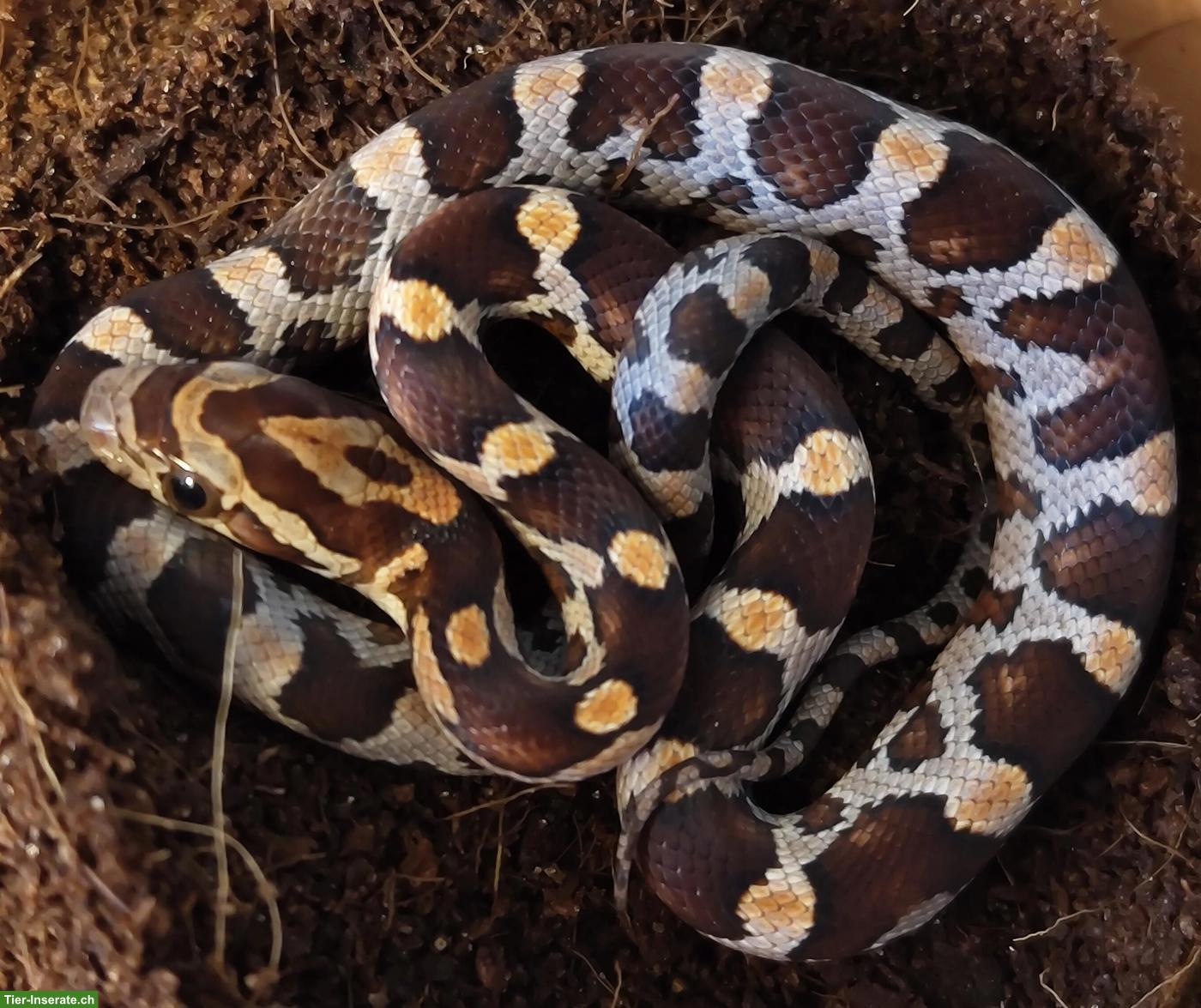 Bild 3: Kornnattern (Pantherophis guttatus), naturfarben 0.0.8