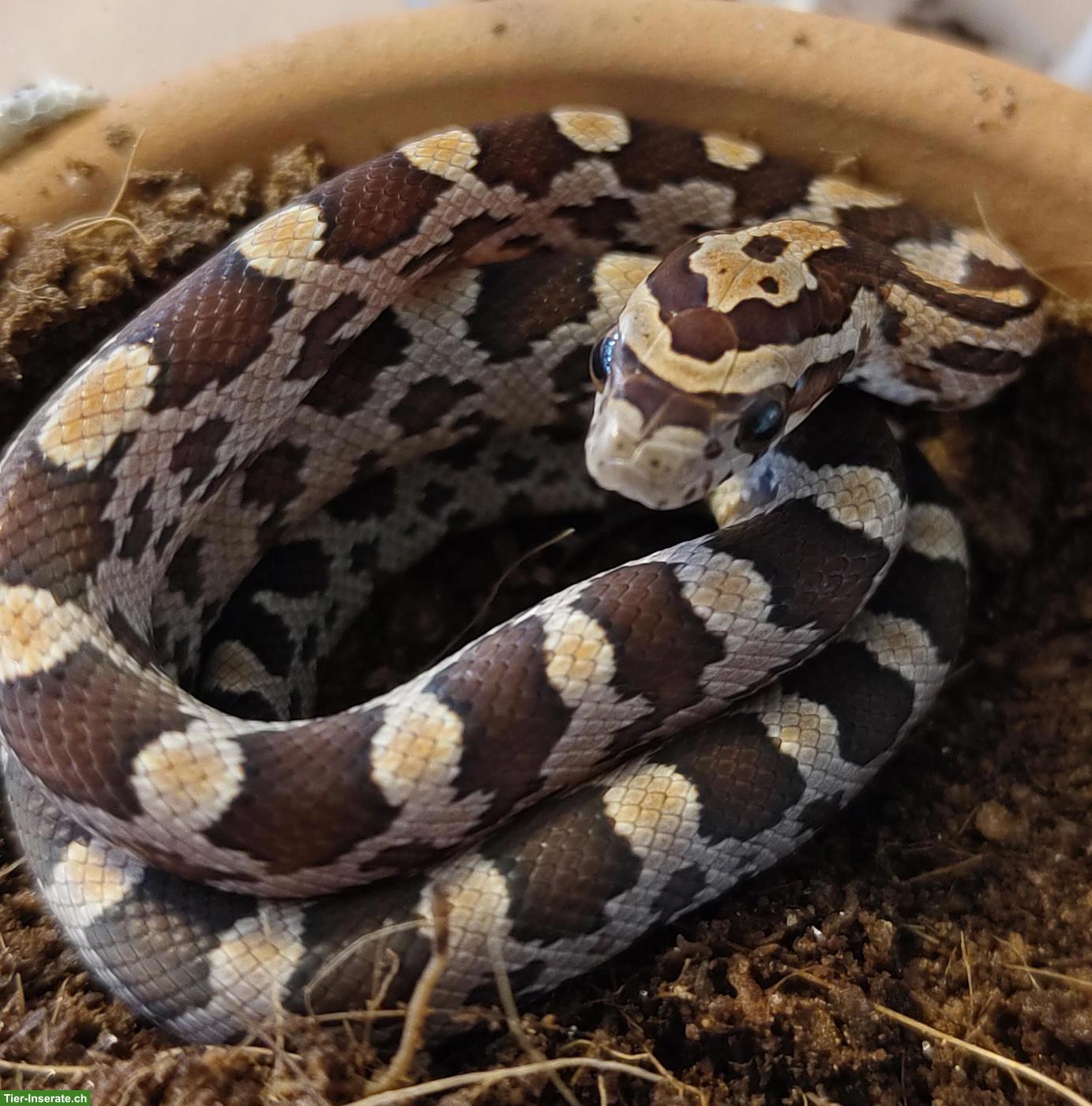 Bild 4: Kornnattern (Pantherophis guttatus), naturfarben 0.0.8