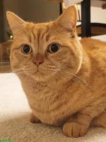 Kater Simba sucht warmes Zuhause, das ihm Gesellschaft bietet