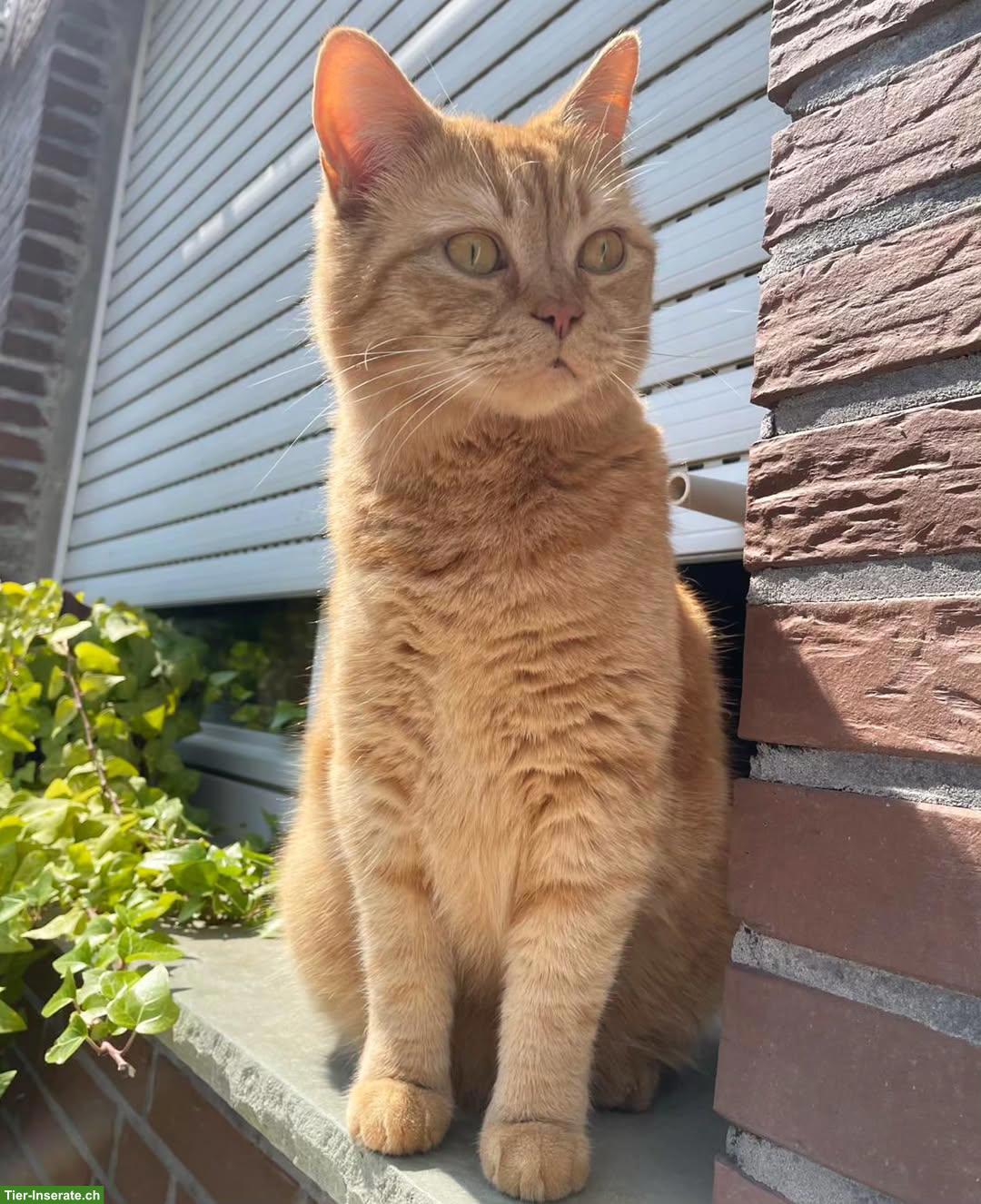 Bild 2: Kater Simba sucht warmes Zuhause, das ihm Gesellschaft bietet