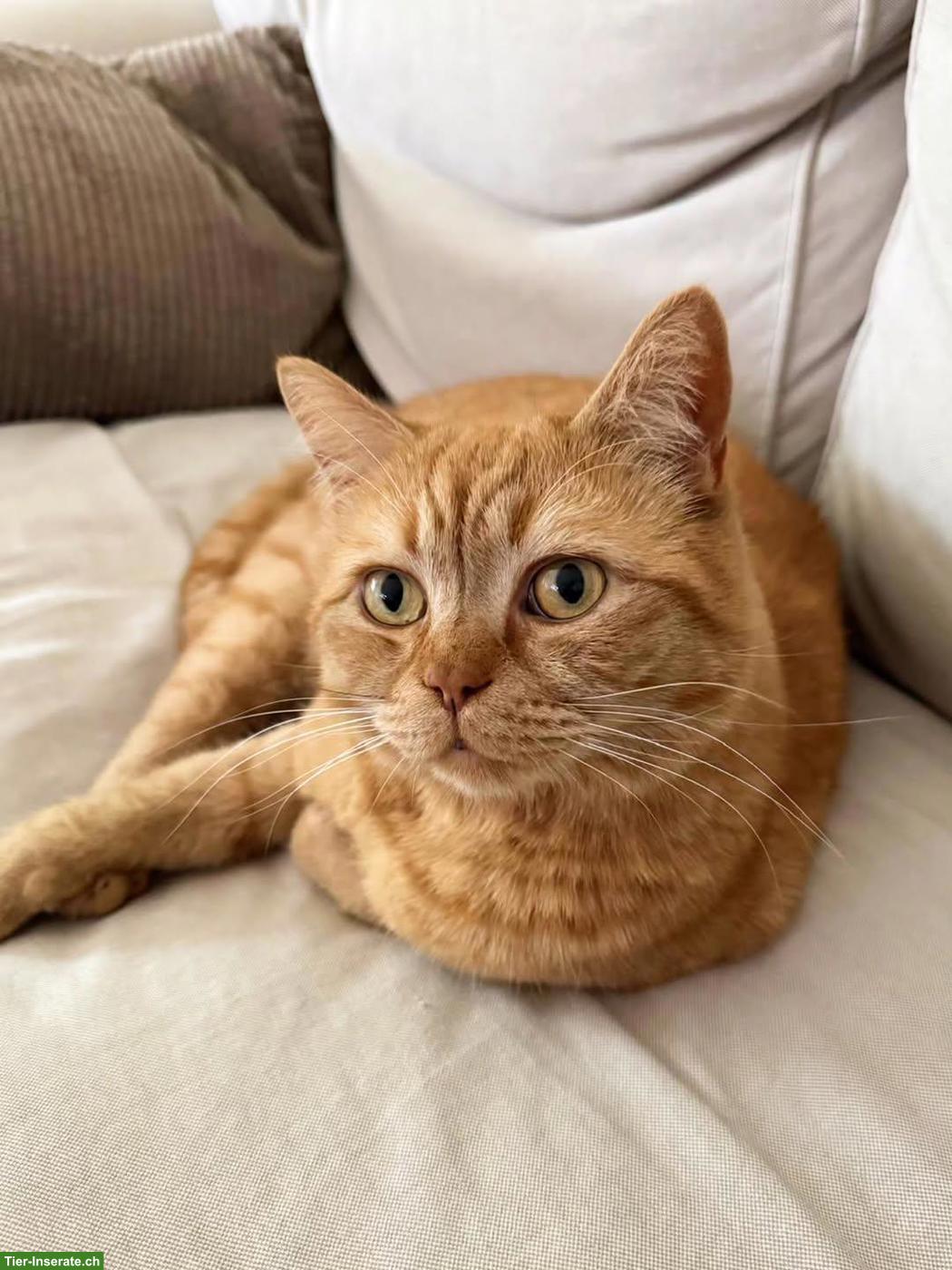 Bild 3: Kater Simba sucht warmes Zuhause, das ihm Gesellschaft bietet