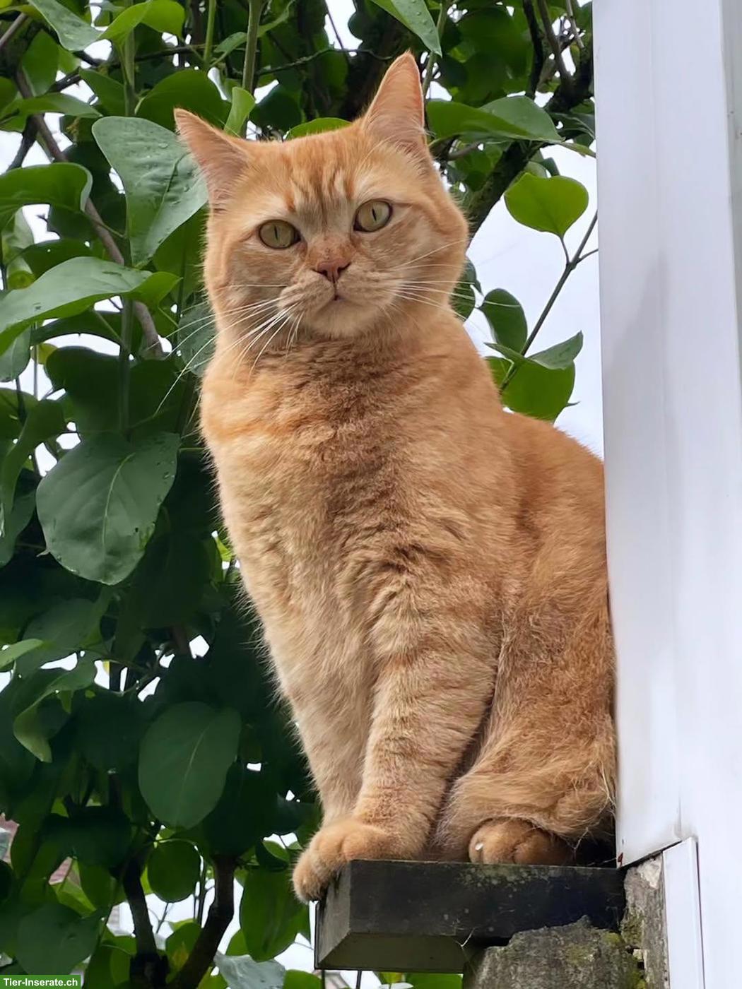 Bild 4: Kater Simba sucht warmes Zuhause, das ihm Gesellschaft bietet