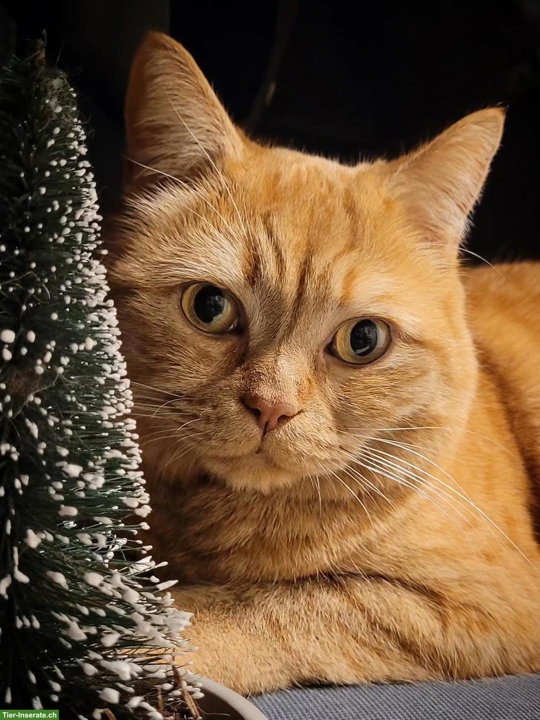 Bild 5: Kater Simba sucht warmes Zuhause, das ihm Gesellschaft bietet