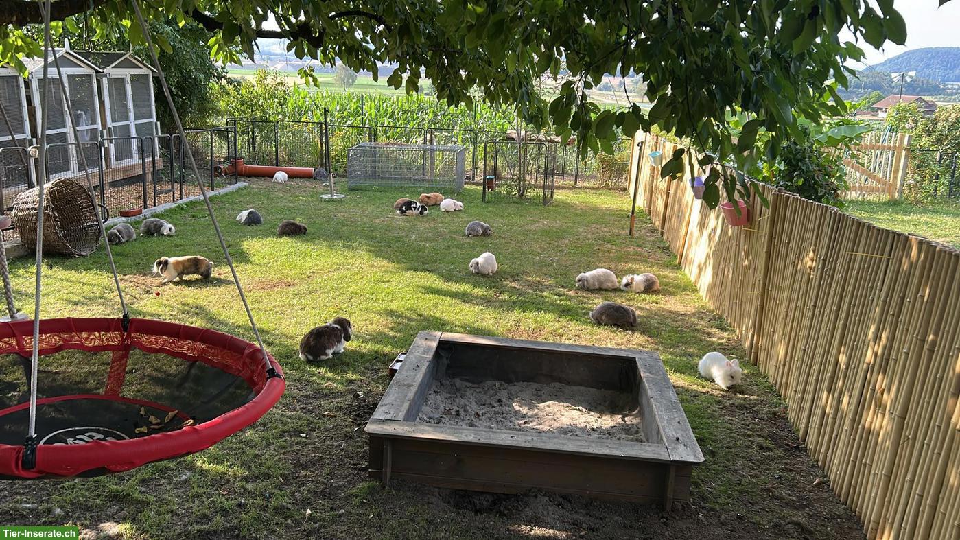 Minilop Zwergkaninchen aus Hobbyzucht