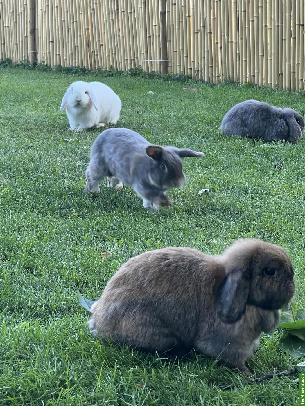 Bild 3: Minilop Zwergkaninchen aus Hobbyzucht