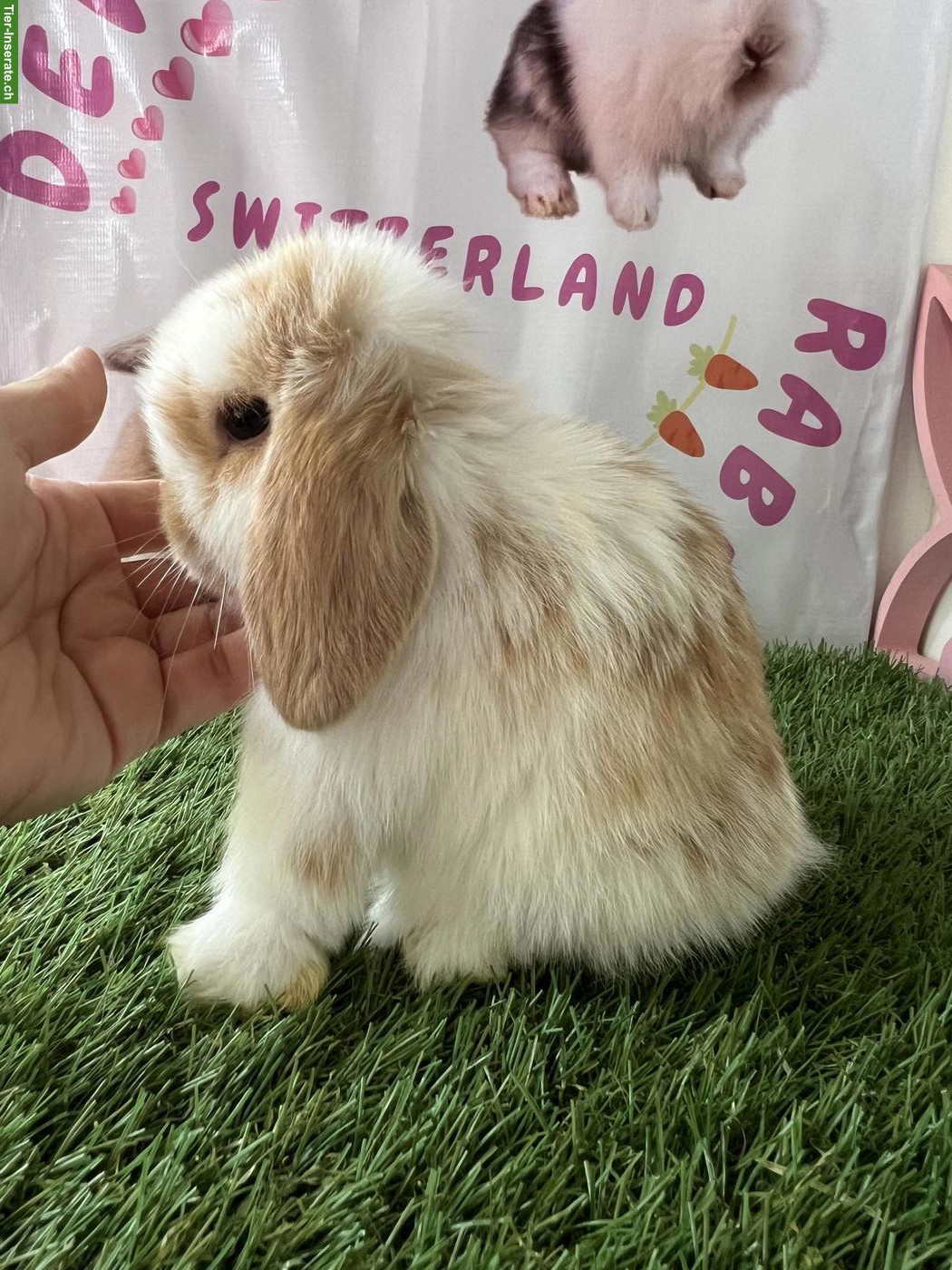 Bild 4: Minilop Zwergkaninchen aus Hobbyzucht