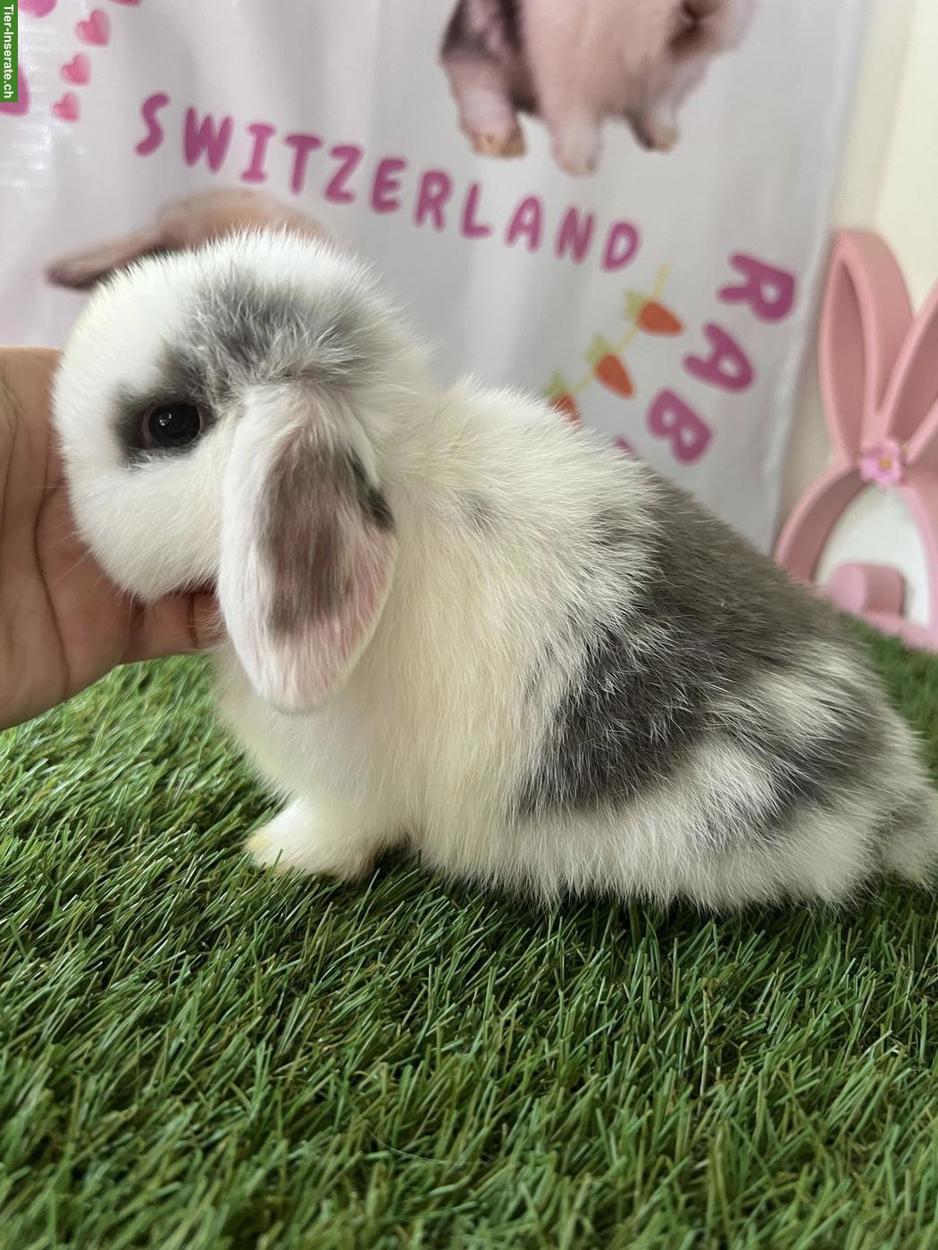 Bild 5: Minilop Zwergkaninchen aus Hobbyzucht