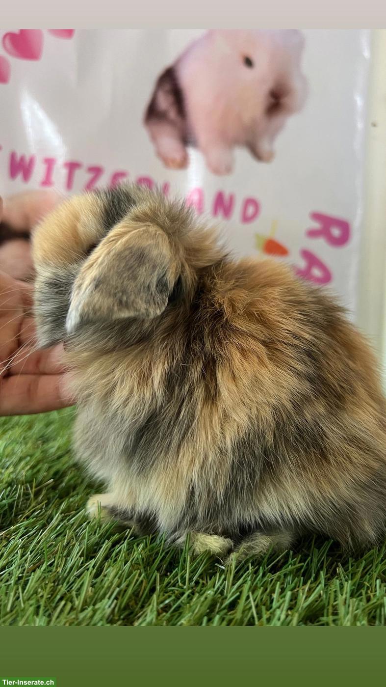 Bild 6: Minilop Zwergkaninchen aus Hobbyzucht