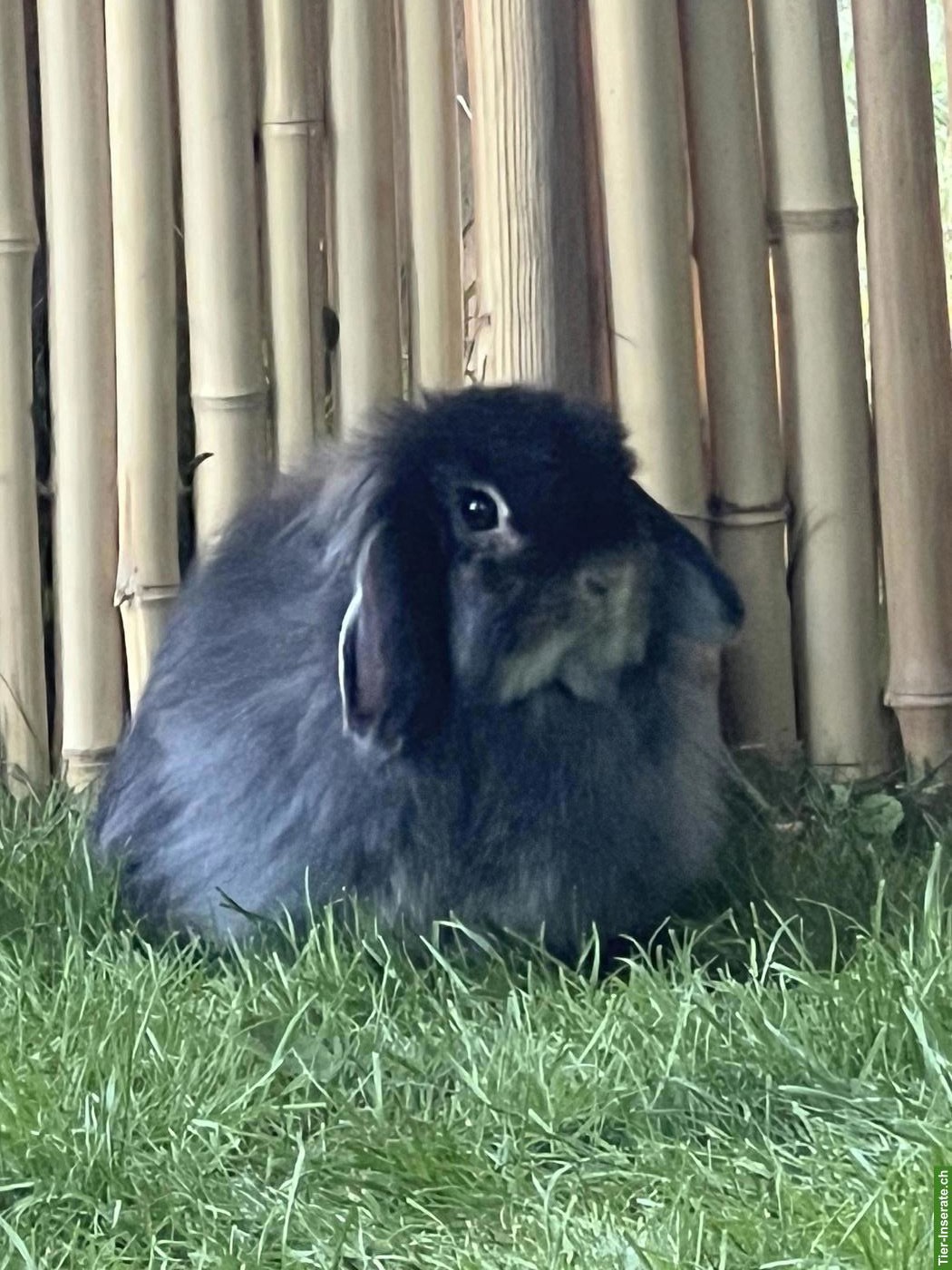 Bild 8: Minilop Zwergkaninchen aus Hobbyzucht