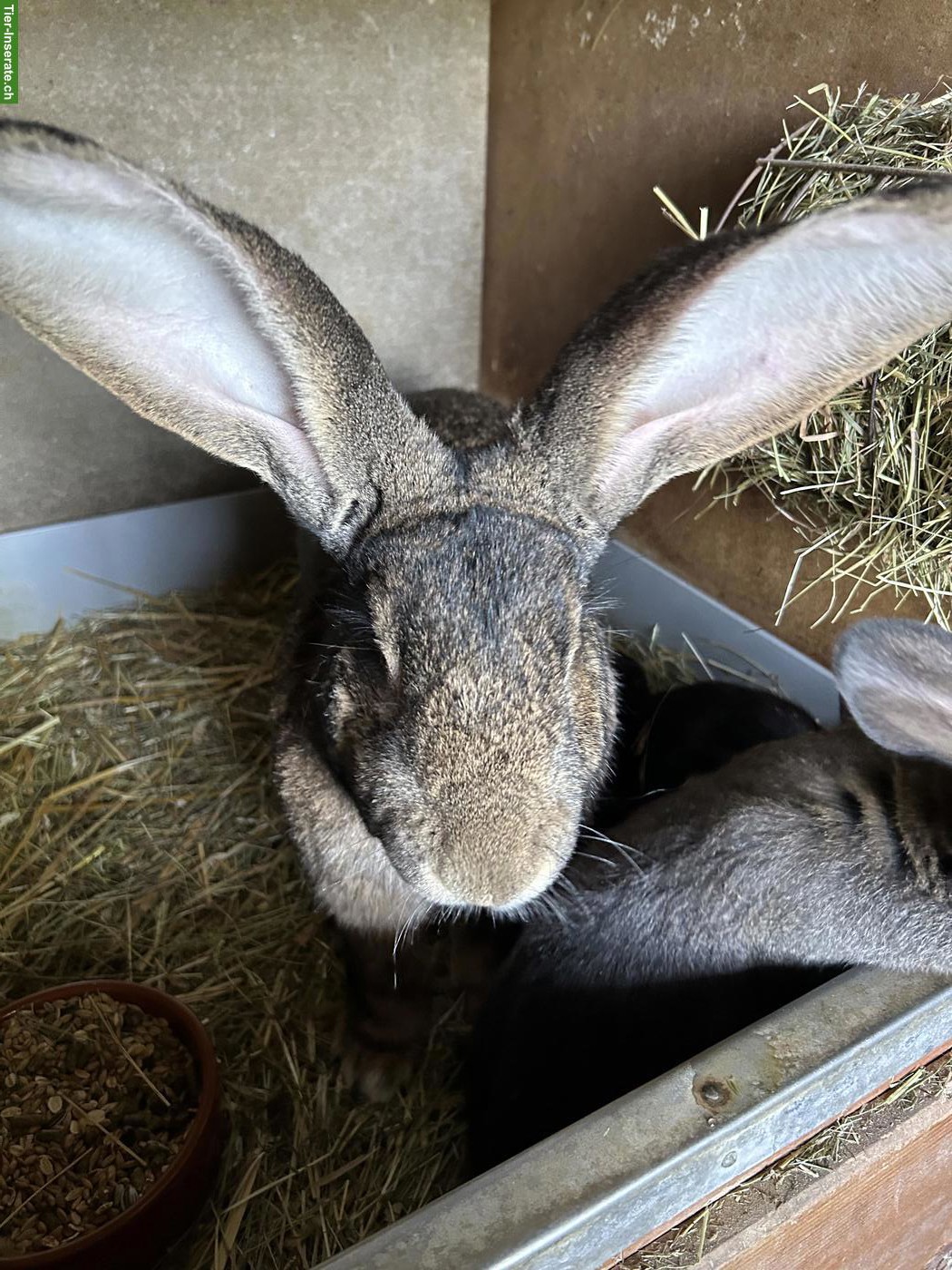 Bild 2: Sehr schöne Belgische Riesen Kaninchen zu verkaufen