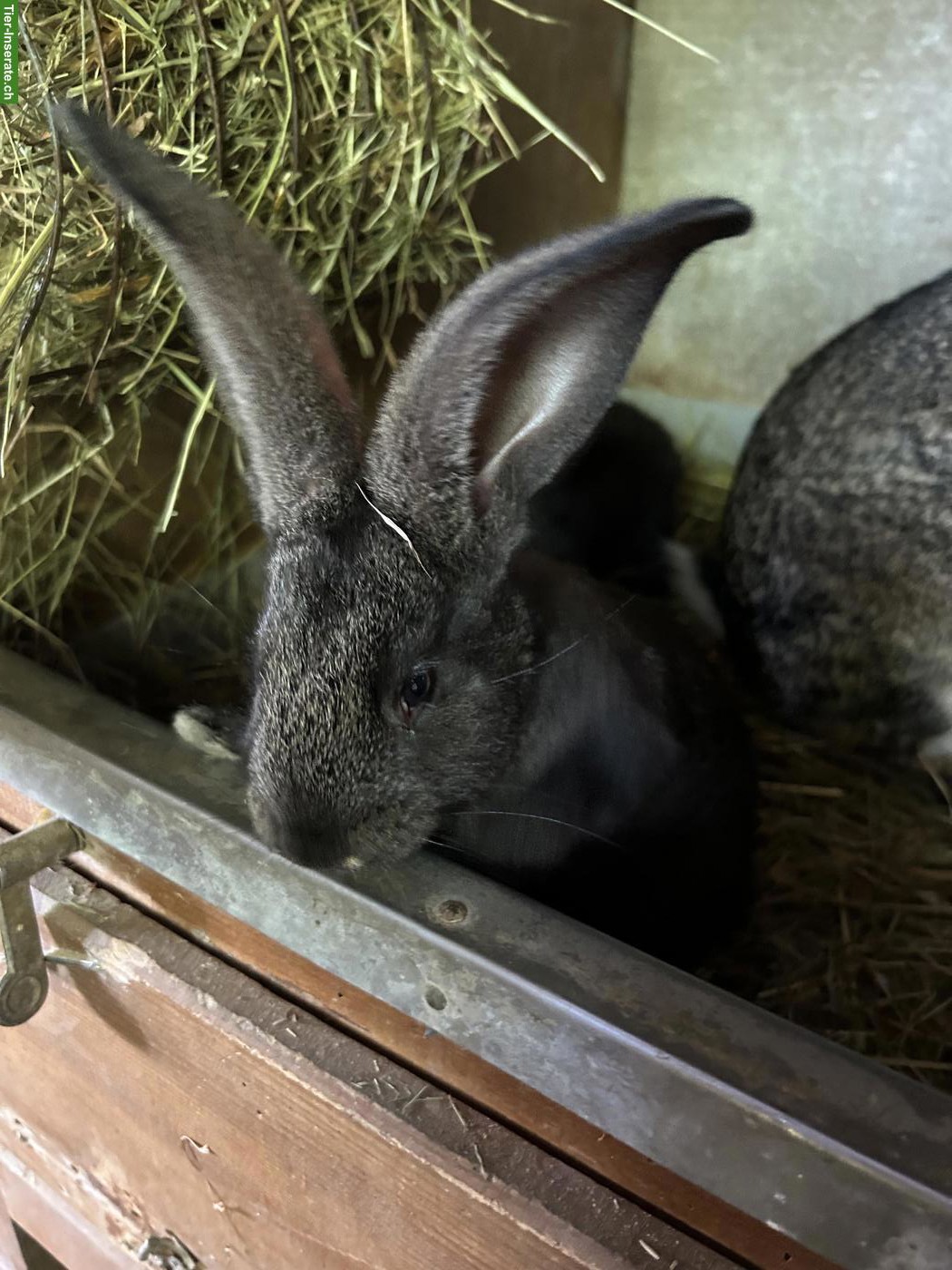 Bild 5: Sehr schöne Belgische Riesen Kaninchen zu verkaufen