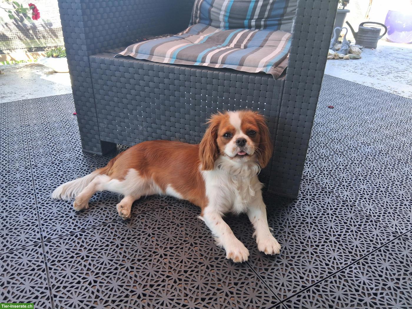 Cavalier King Charles Spaniel Hündin, 1-jährig, nicht kastriert