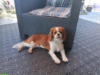 Cavalier King Charles Spaniel Hündin, 1-jährig, nicht kastriert