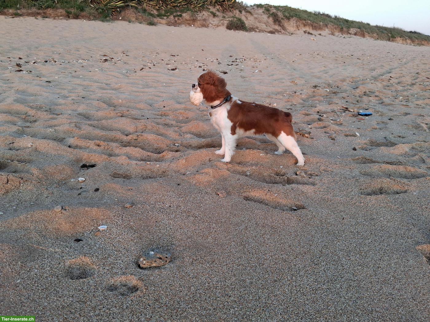 Bild 3: Cavalier King Charles Spaniel Hündin, 1-jährig, nicht kastriert