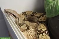 1.0 Boa Constrictor constrictor Brasil