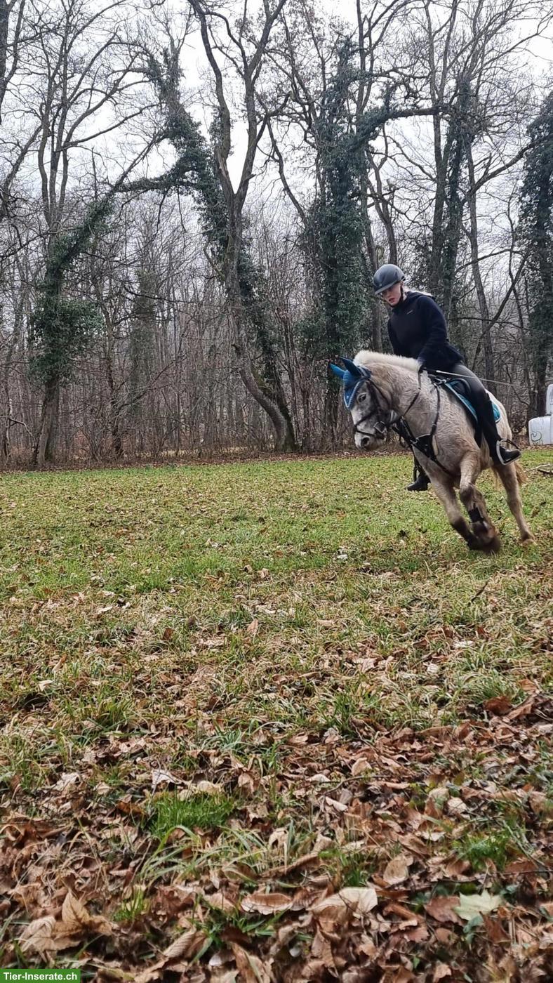 Mädchenpony Diego sucht ein neues Zuhause