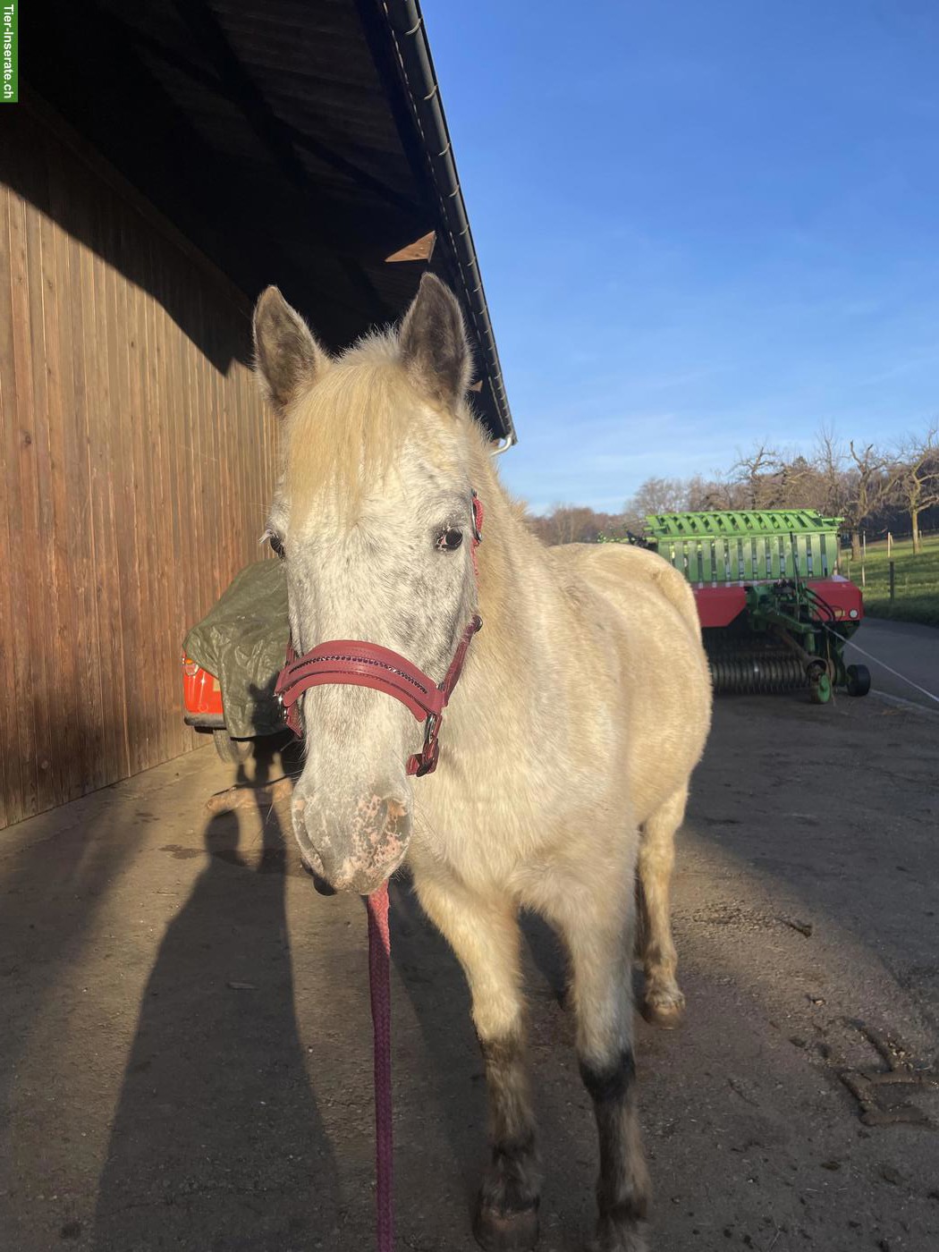 Bild 10: Mädchenpony Diego sucht ein neues Zuhause