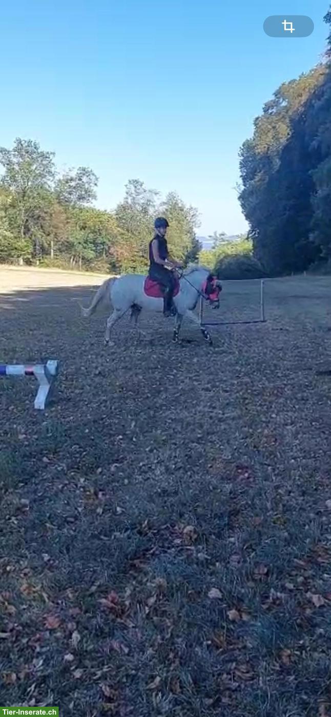 Bild 2: Mädchenpony Diego sucht ein neues Zuhause