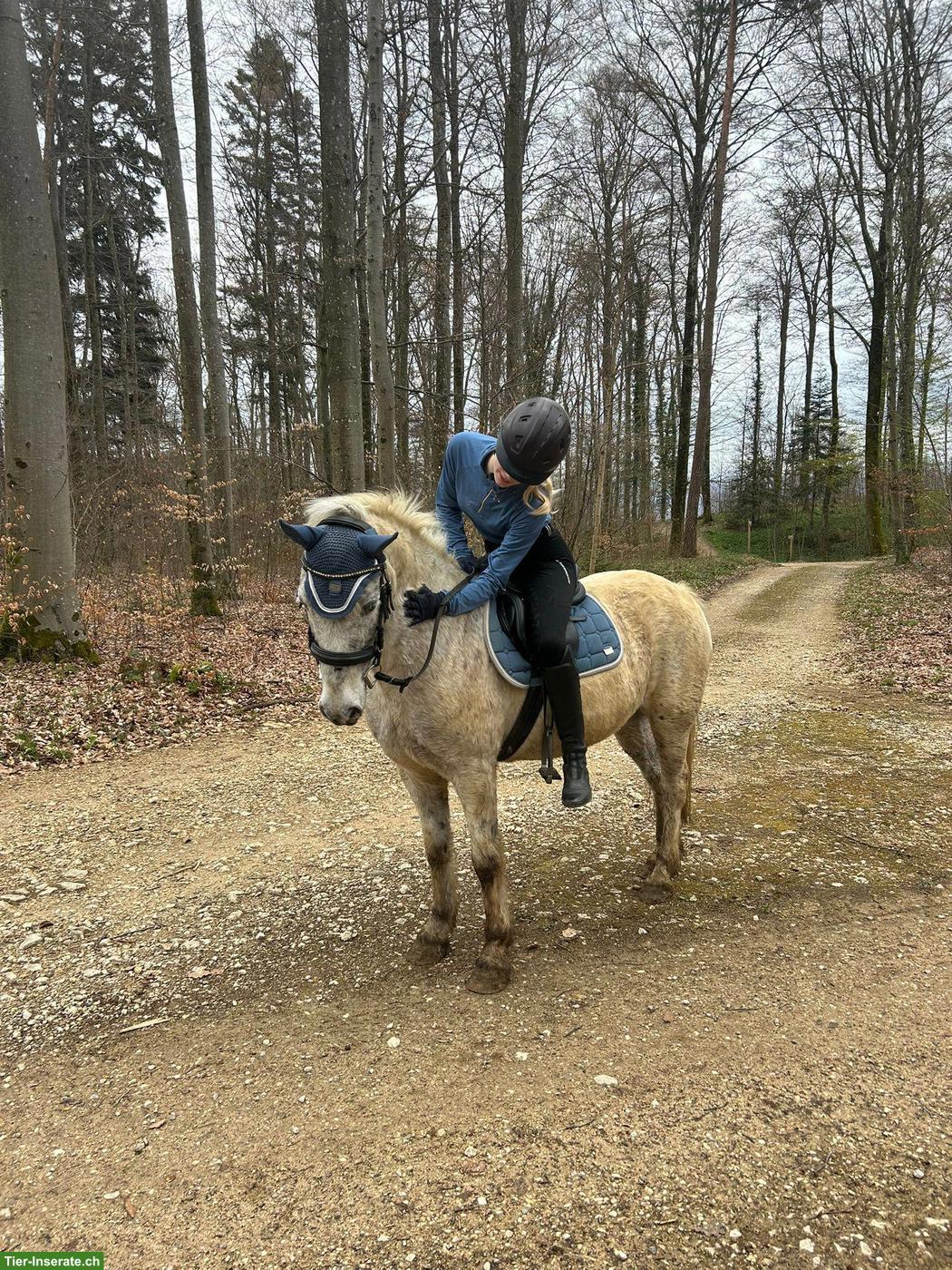 Bild 3: Mädchenpony Diego sucht ein neues Zuhause