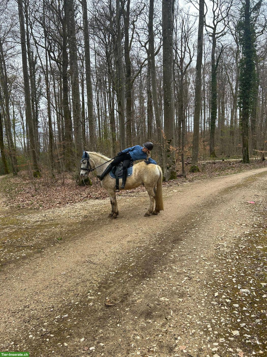 Bild 4: Mädchenpony Diego sucht ein neues Zuhause