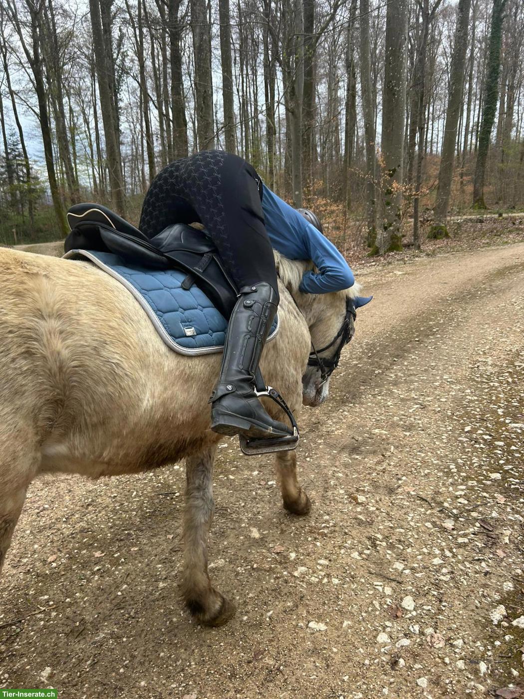 Bild 5: Mädchenpony Diego sucht ein neues Zuhause