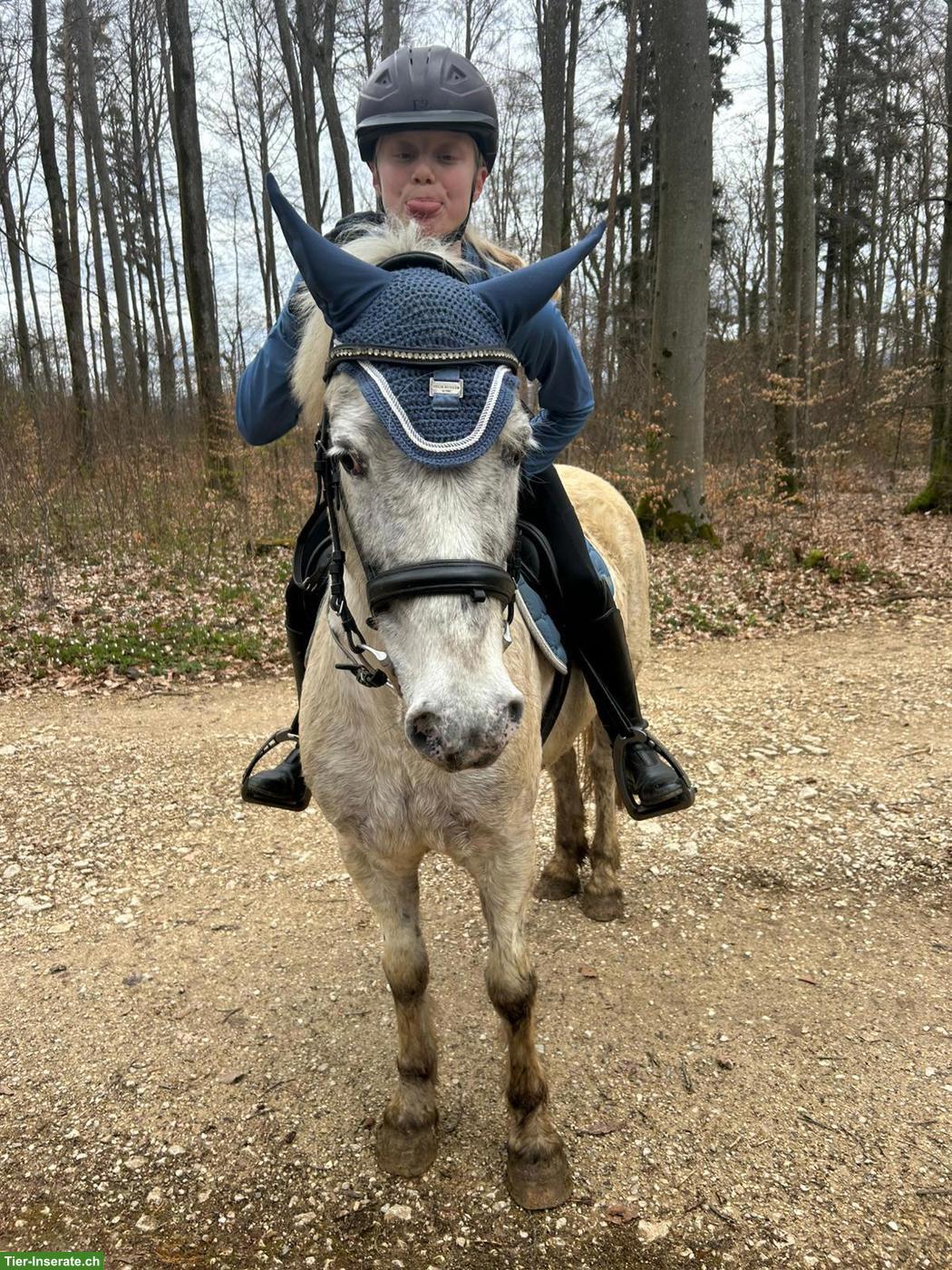 Bild 6: Mädchenpony Diego sucht ein neues Zuhause
