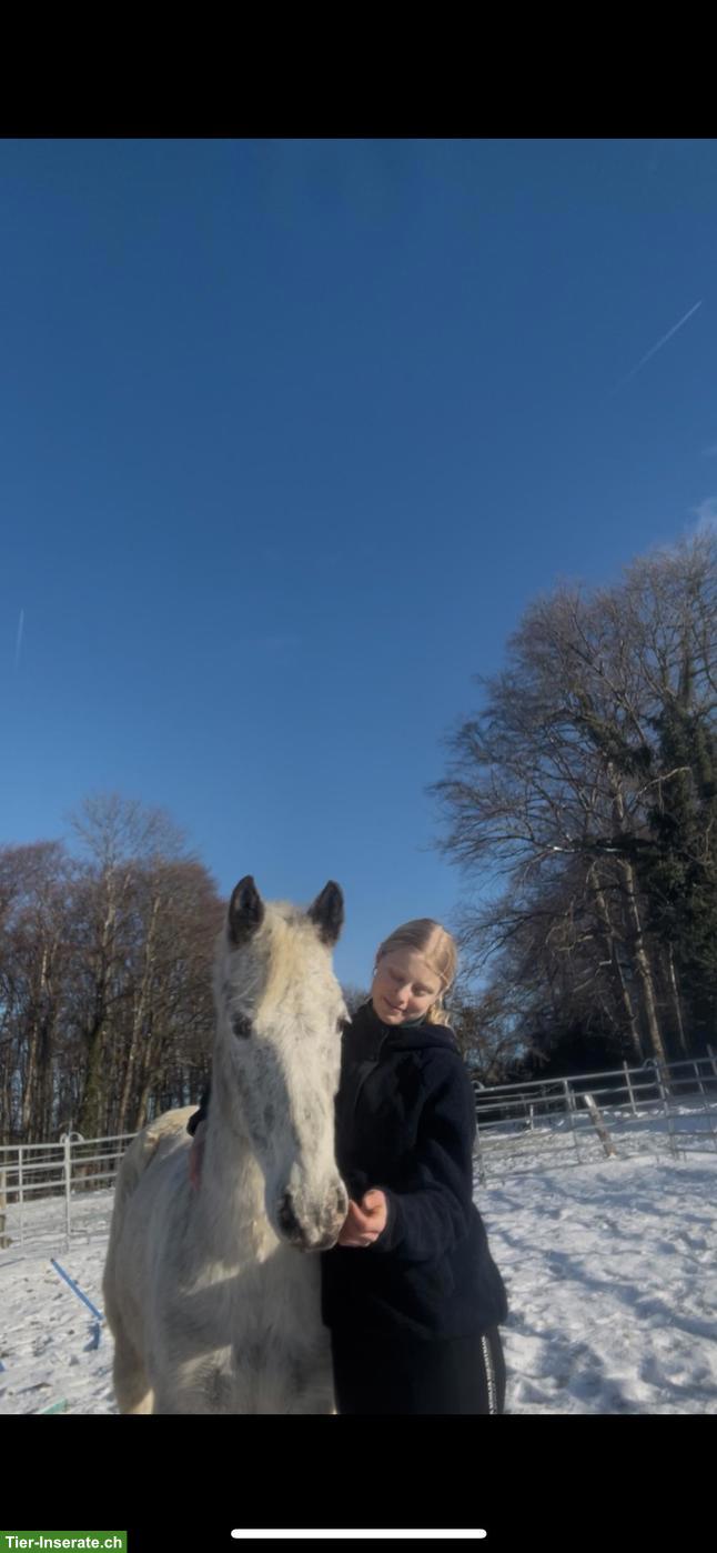 Bild 7: Mädchenpony Diego sucht ein neues Zuhause